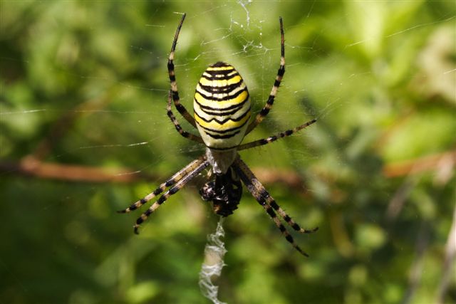 Argiope bruennichi in fase di cattura